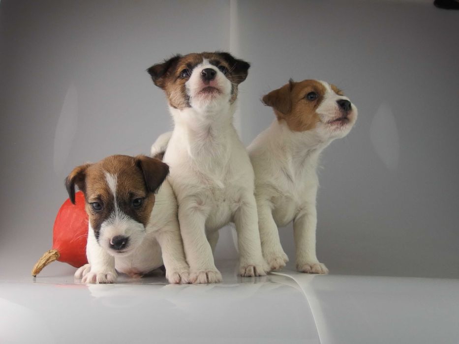 Jack russell  FCI Jakość