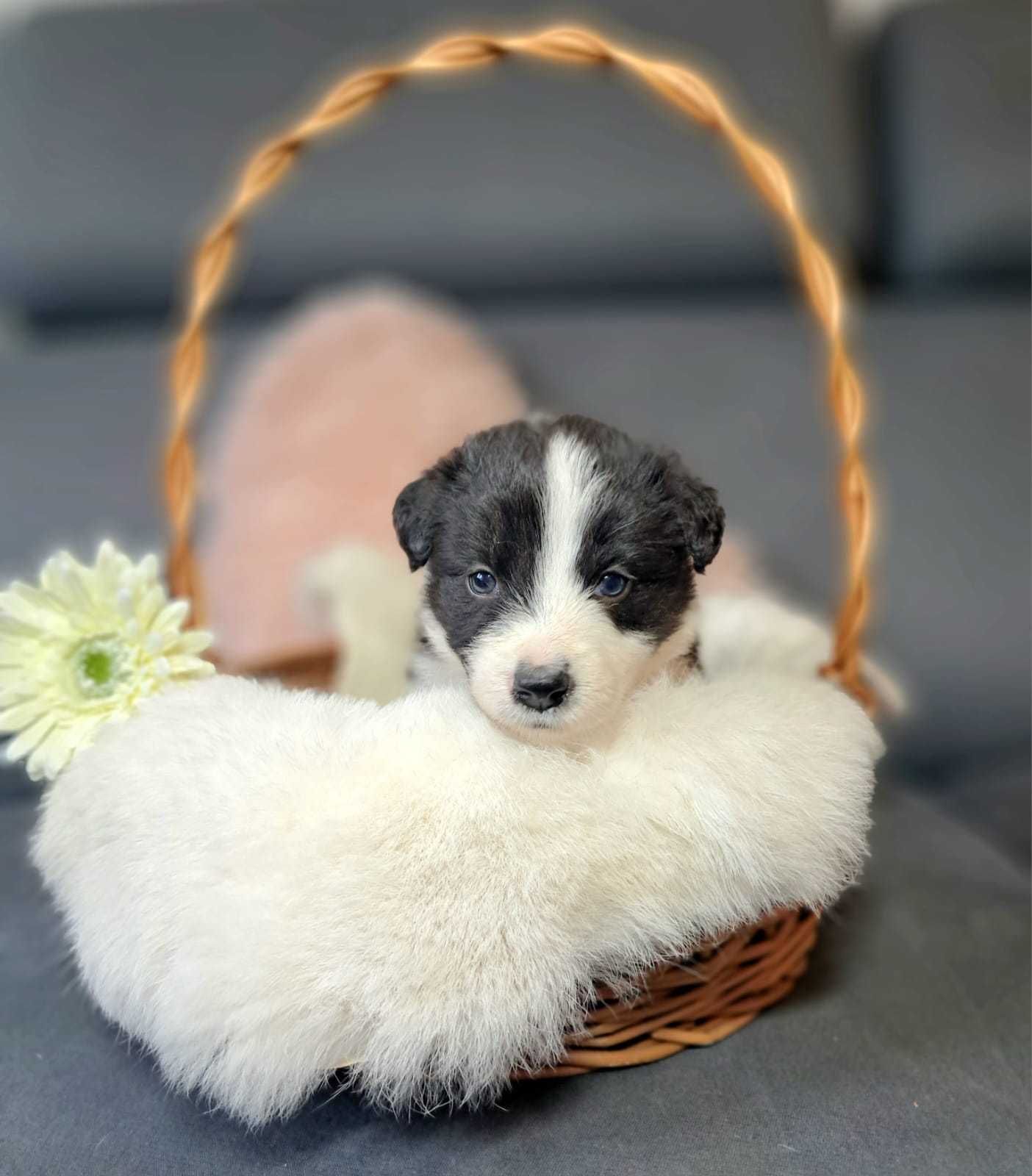 Suczka Border collie. DORIS