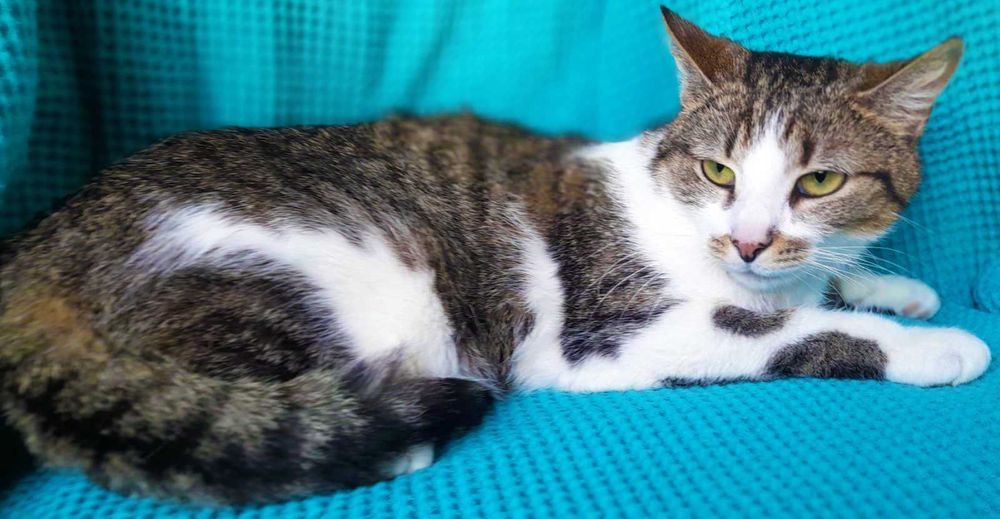 Брітні, біло-смугаста кішечка, шукає сім’ю! кішка 1рік,  кошка кошеня