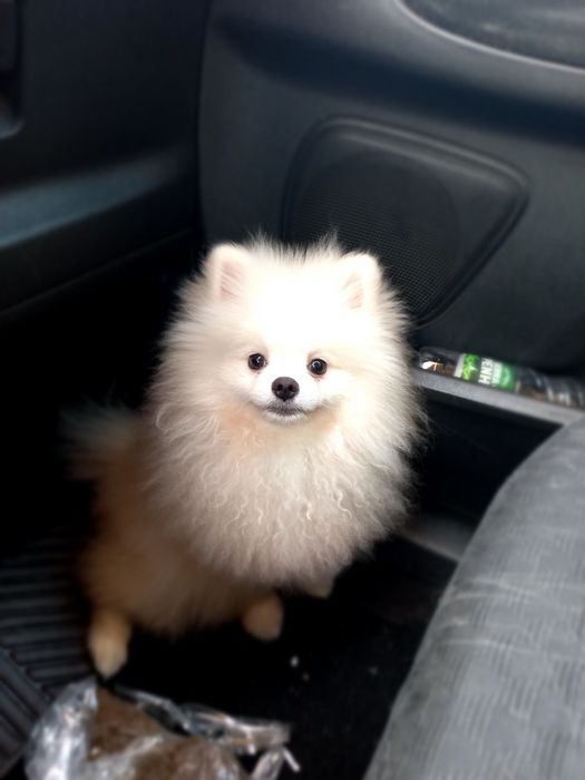 Spitz alemao anao/ lulu da Pomerânia