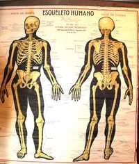 Cartaz escolar de 1960 raro antigo esqueleto humano