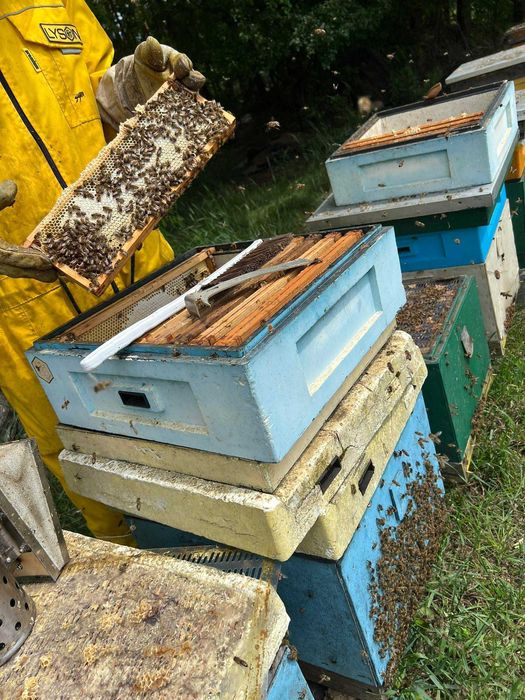 Miód Leśny z Domieszką Spadzi Liściastej Oraz Lipy