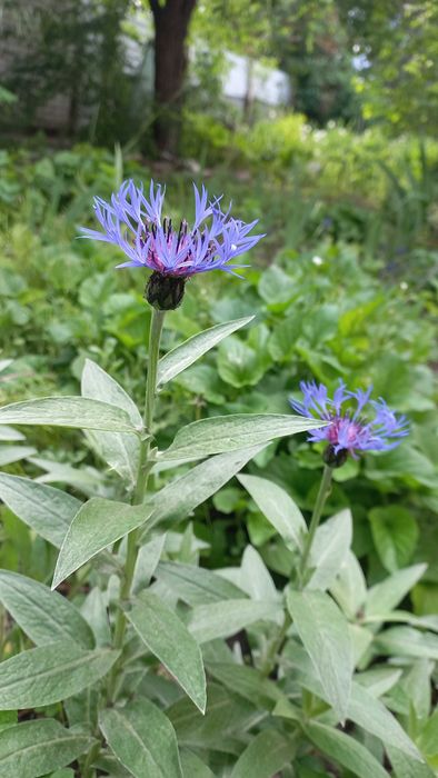 Волошка садова синя, волошка королевська рожева, саджанці