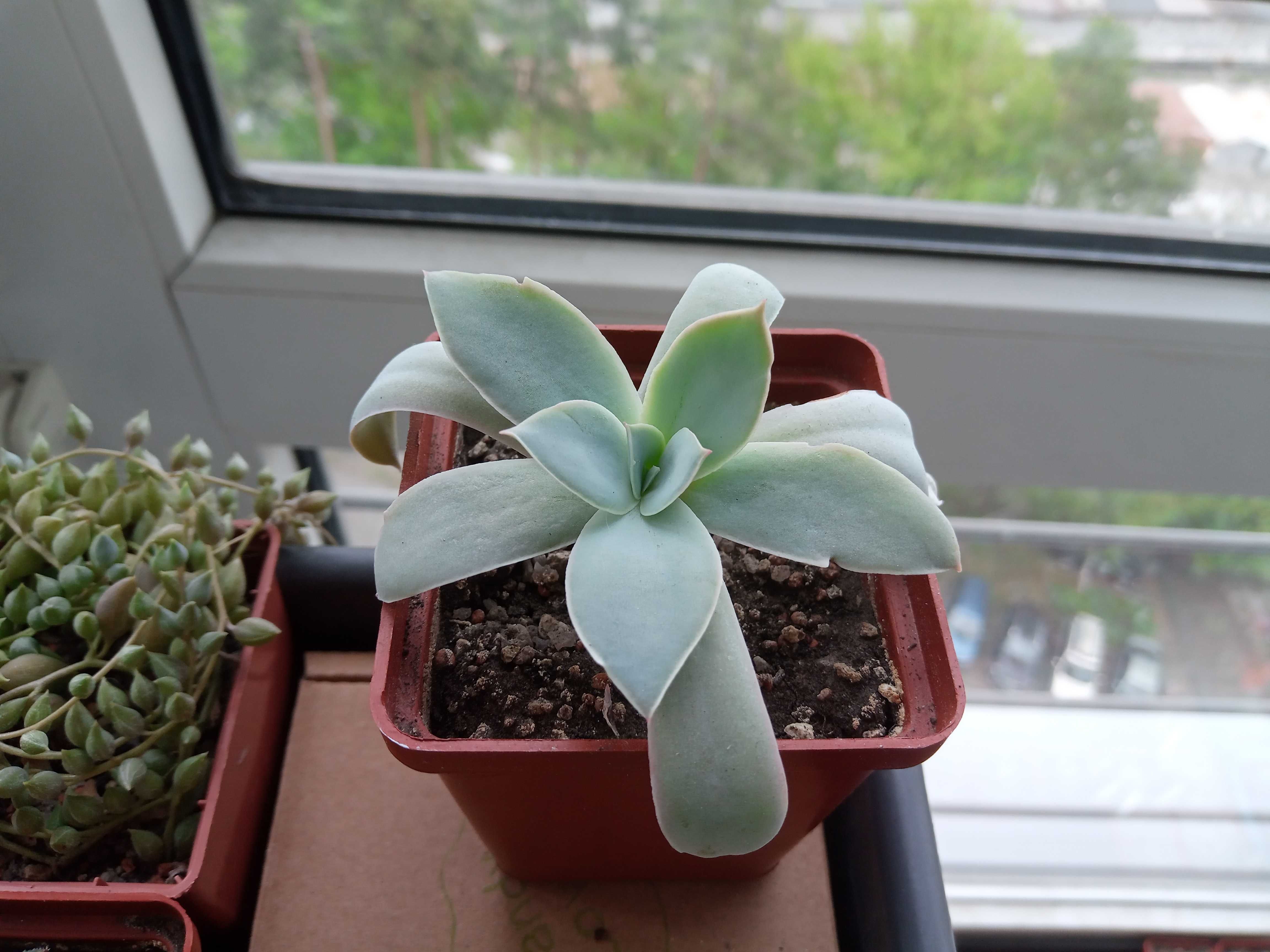 Ехеверія, суккуленти, суккуленты, эхеверия, echeveria