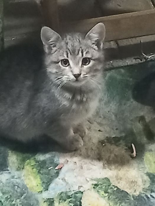 Кошенята в добрі руки.