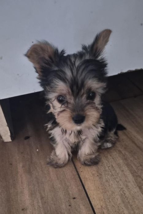 Yorkshire terrier