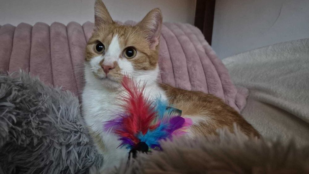 Filipek poleca się do adopcji