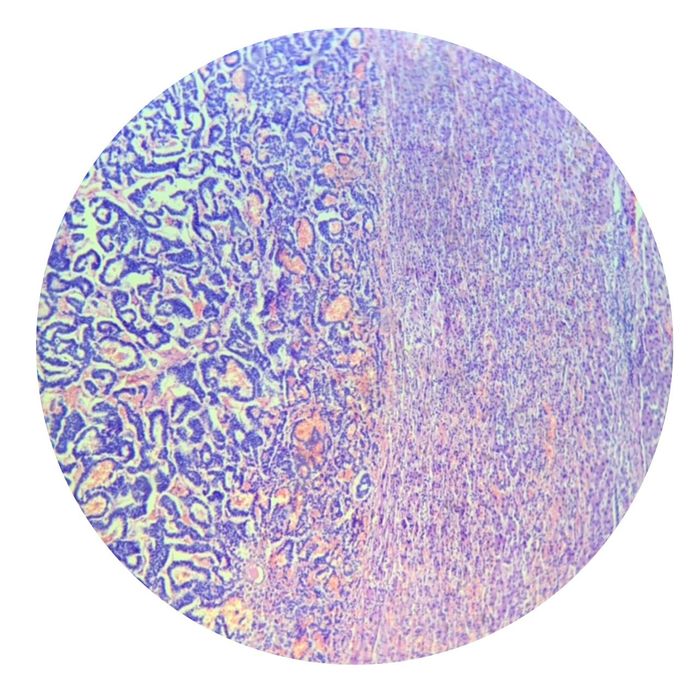 Репетитор з нормальної та патологічної анатомії, гістології