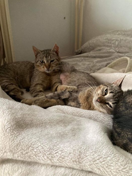 Przepiękne miłe młode kotki do adopcji przytulaste za darmo zdrowe