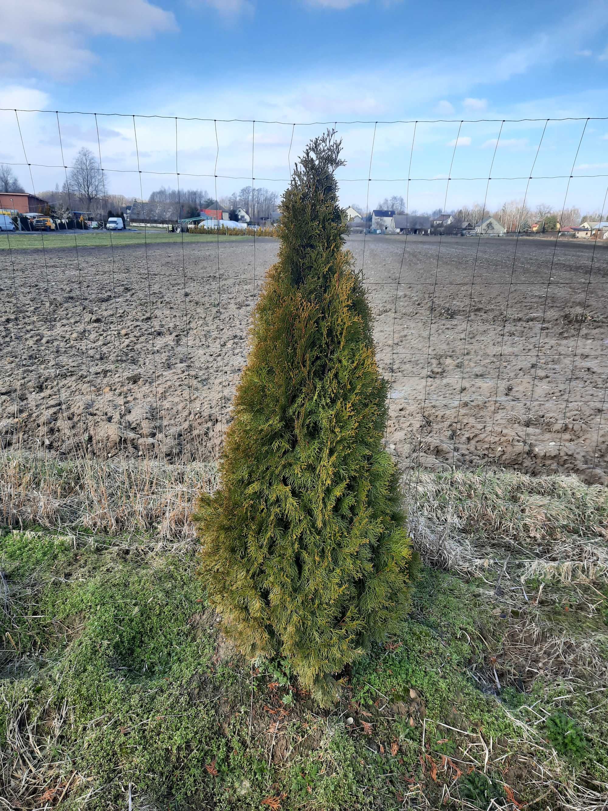 Tuja szmaragd 100 120 cm