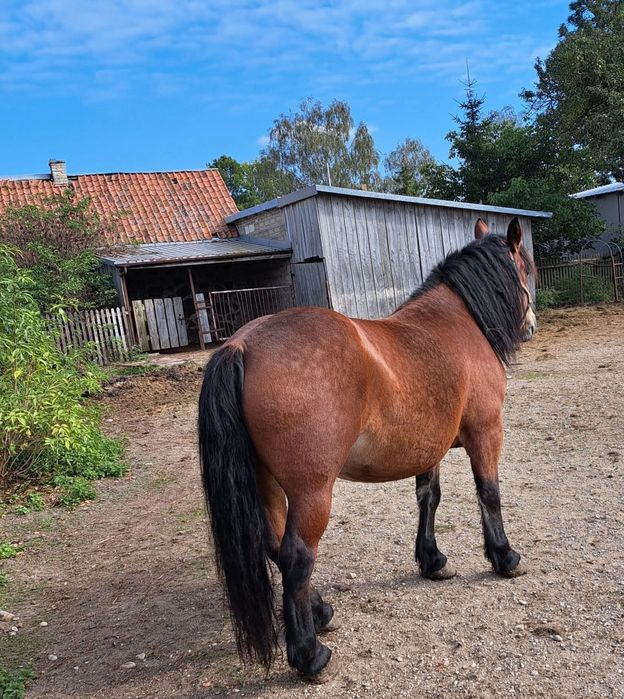 Koń kobyła klacz zimnokrwista