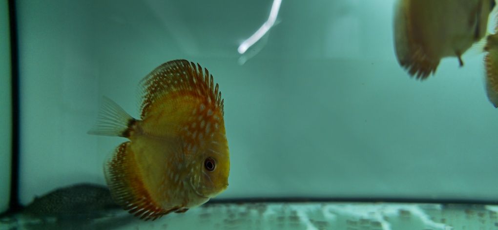 Discus disponíveis