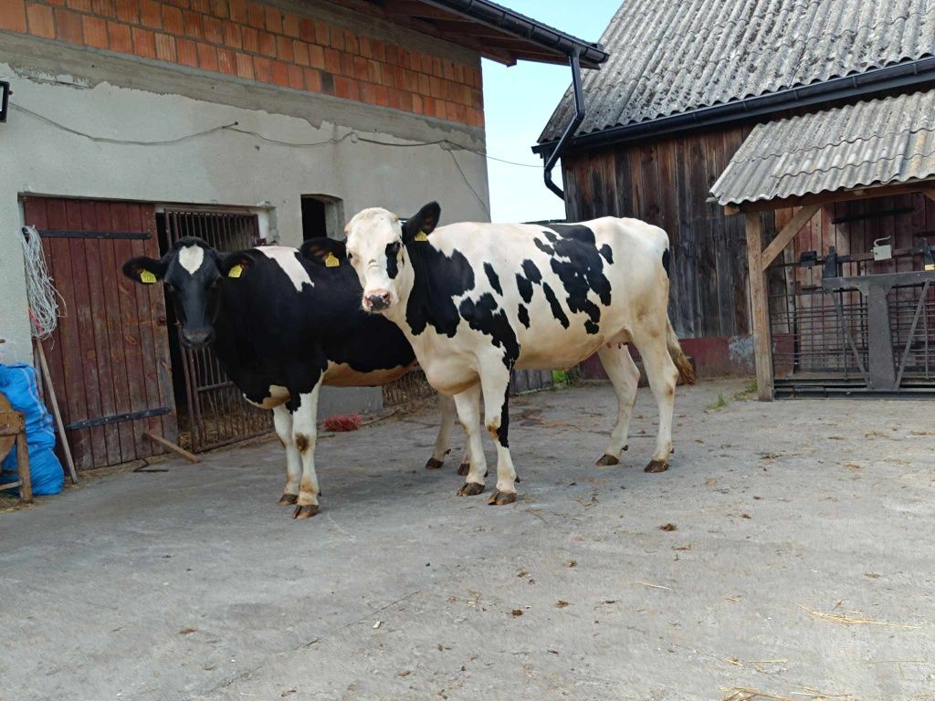 Jałówki wysokocielne hodowlane HF 18 szt. Transport w cenie