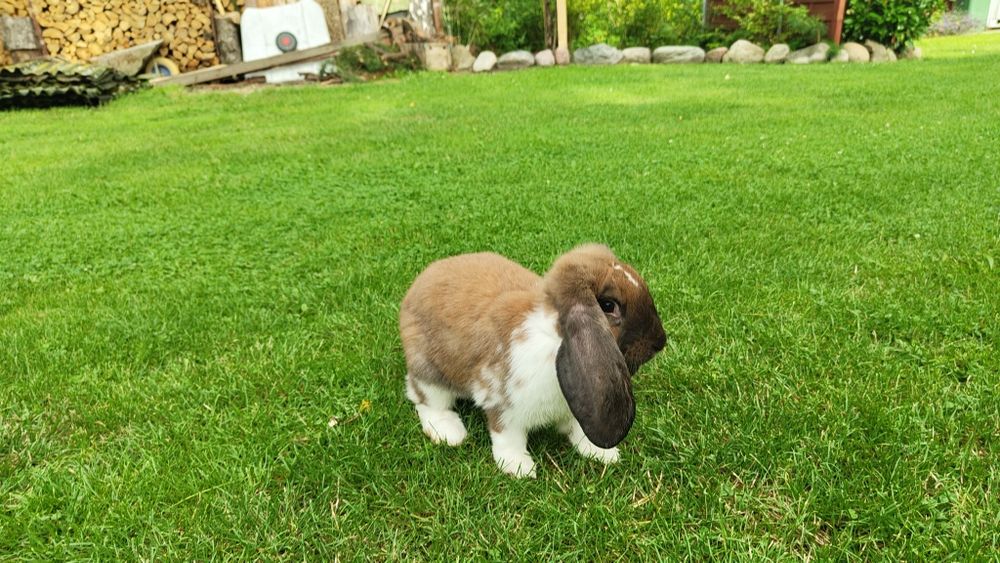 Baran Francuski Madagaskar srokacz samiec, samica