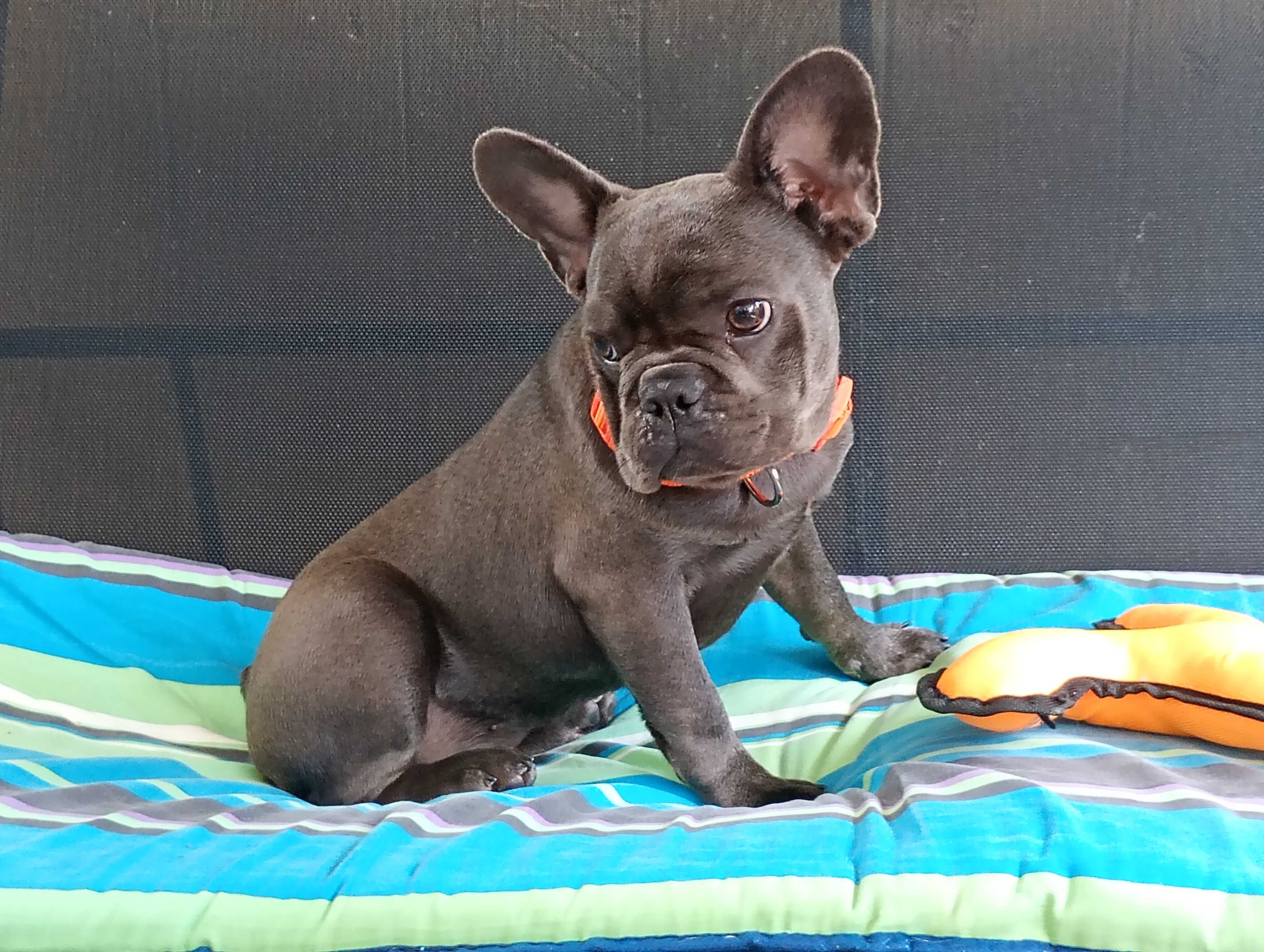 Bulldogue francês fêmea Azul