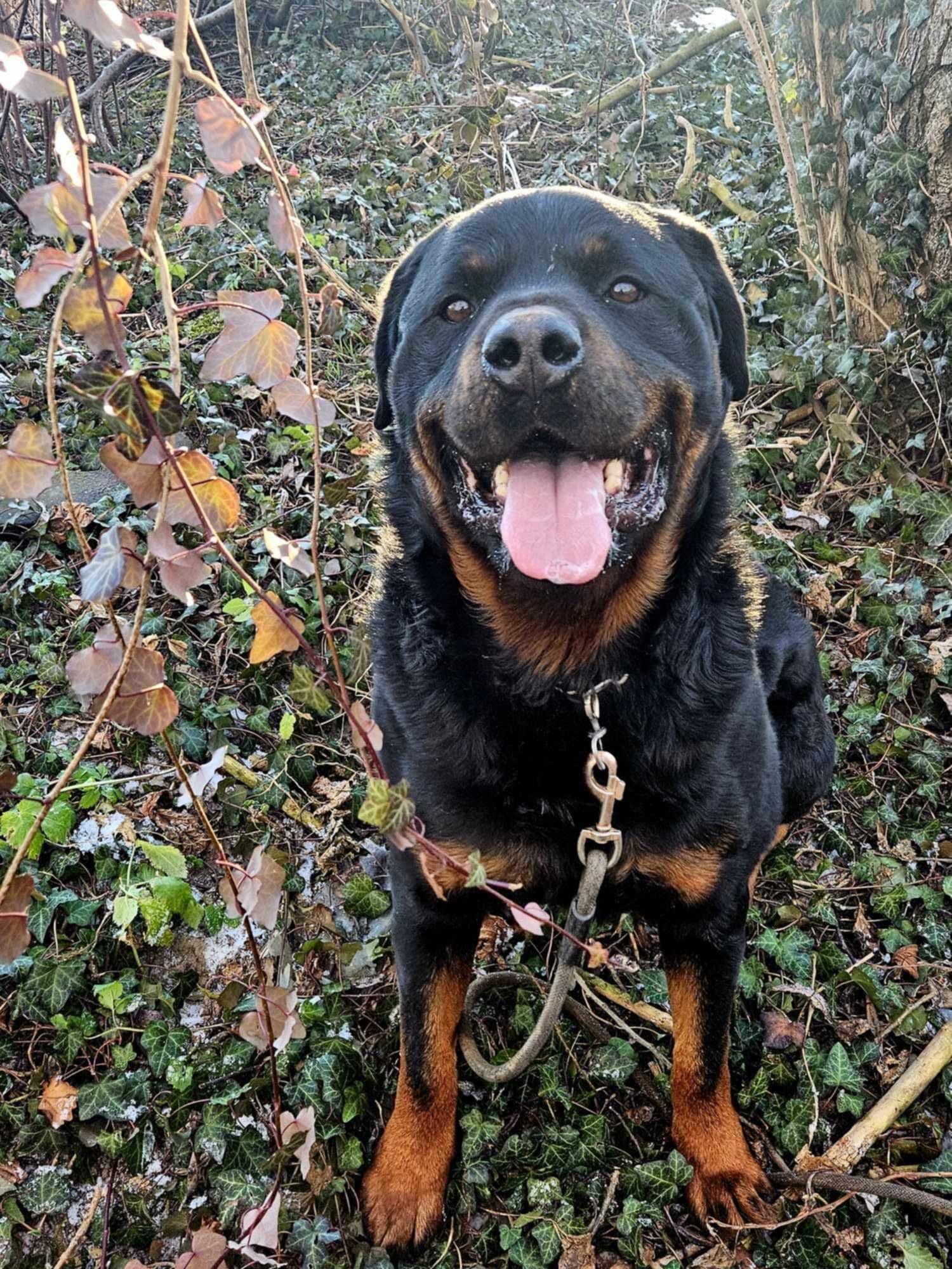 Maciek w typie rottweiler młodziak, typowy przedstawiciel swojej rasy