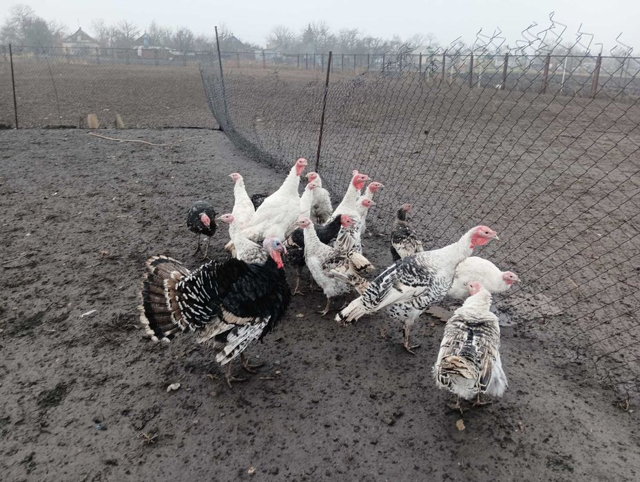 Живі індики 2023 рік индюки индейка