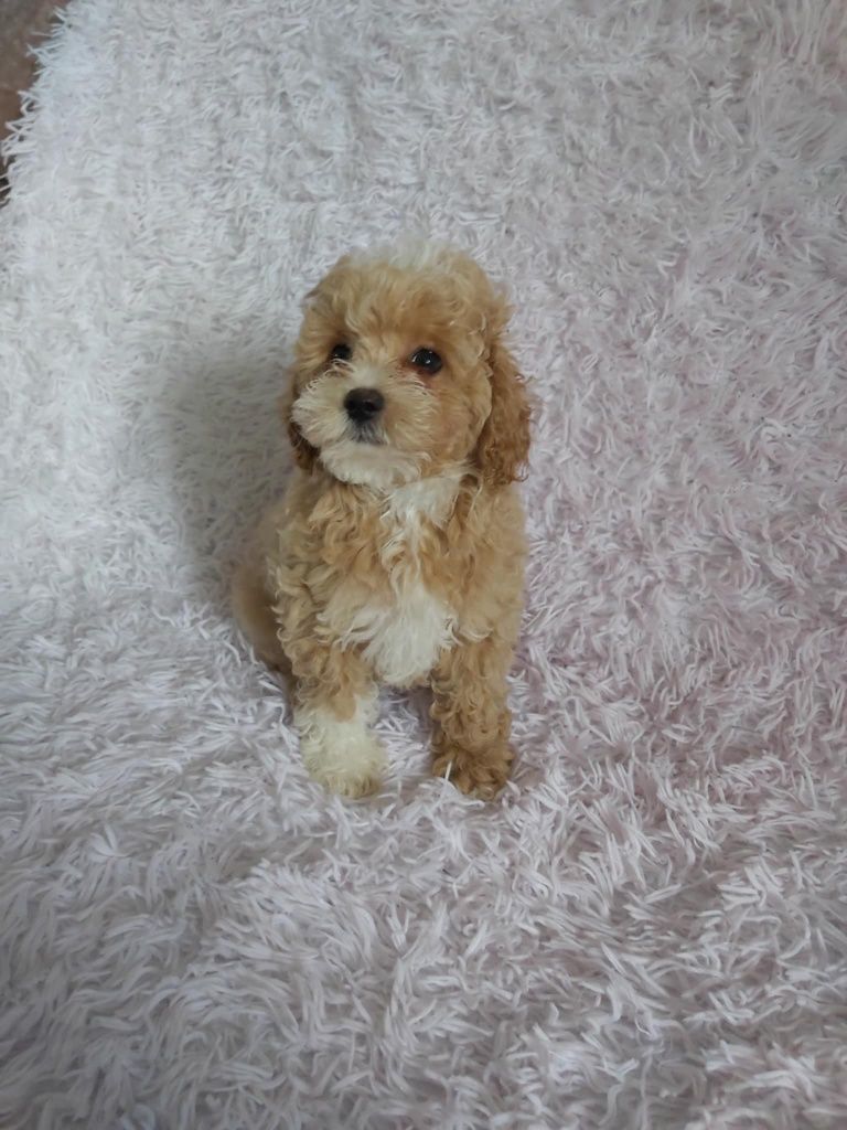Maltipoo F1b chłopczyk