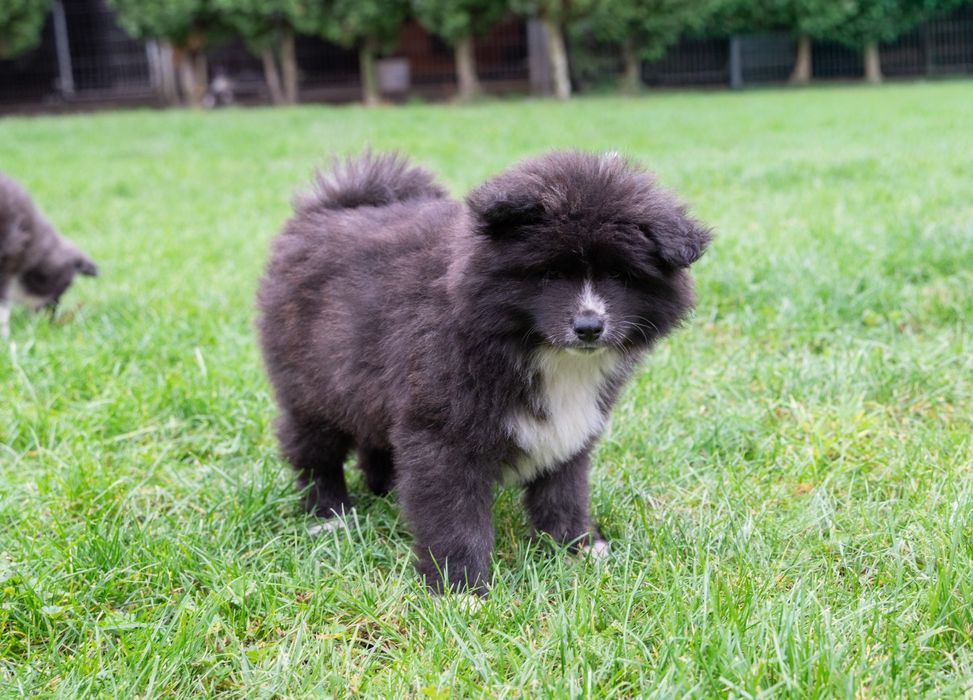 Akita Inu FCI/ZKwP długowłosy chłopiec