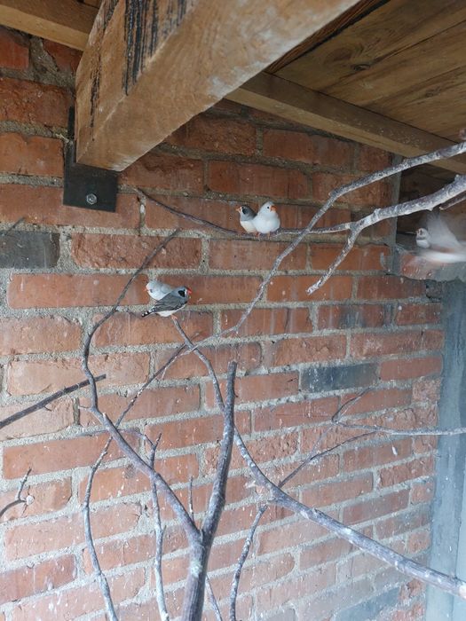 Młode nimfy I zeberki