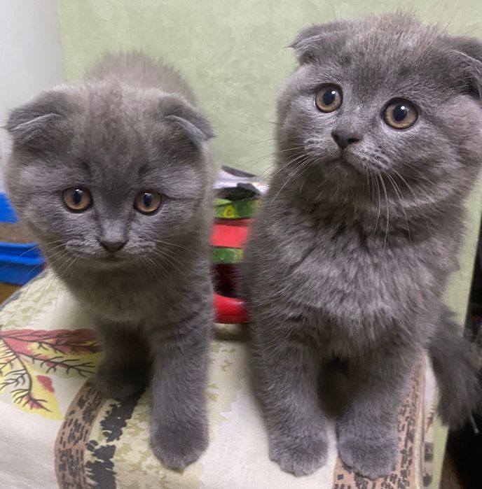 Шотландські кошенята