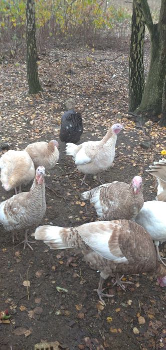 Sprzedam indyki z mają 2025 r.