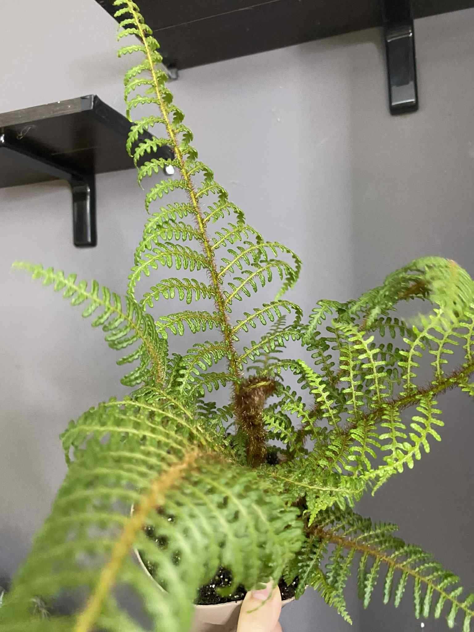 Деревовидна папороть Циатея 
Cyathea Tomentossisma