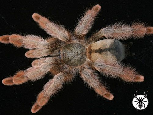 Паук Psalmopoeus pulcher L 12 самка 
Псалмопеус Пулчер. Psalmopoeus pu