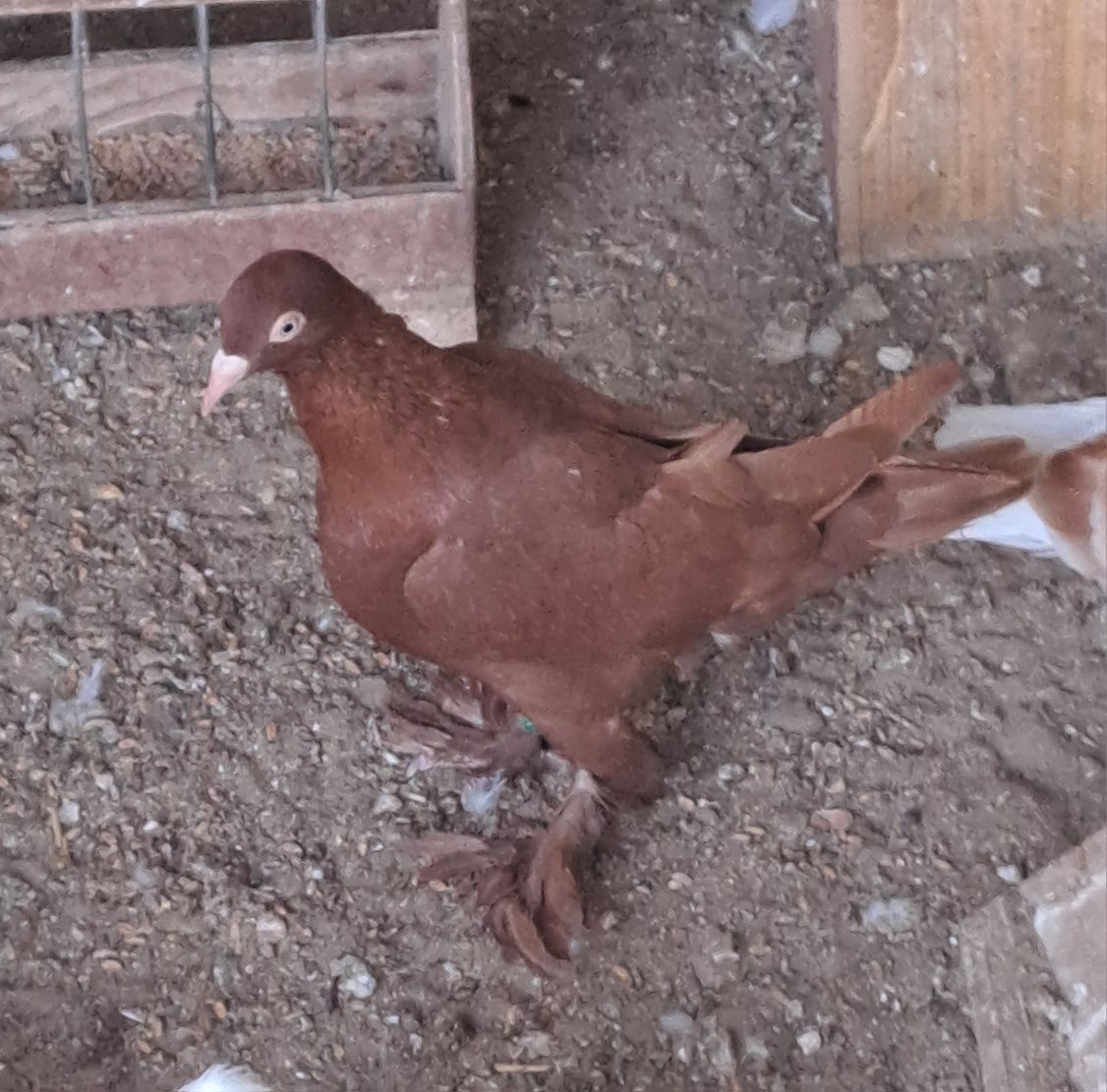 Golebie ozdobne bociany
