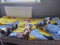 Oddam pieski rasy Amstaff