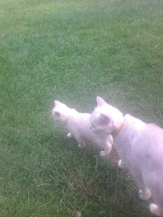 Доросла кішка срібна шиншила