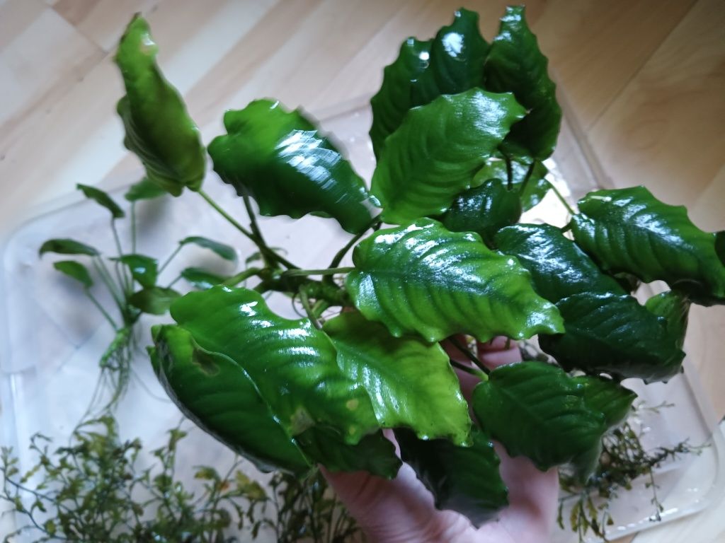 Anubias i bolbipis