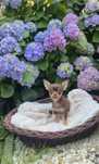 MINI XXS Przecudowny czekoladowy chłopczyk chihuahua krótkowłosy