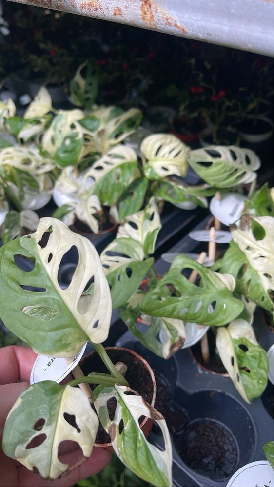 Monstera adansonii variagata
