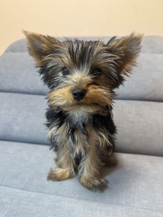 Йоркширський терєр, дівчинка йорка 3 міс ТОРГ
