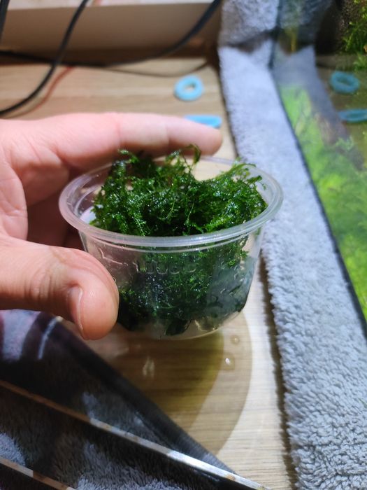 Mech Spiky Moss do akwarium