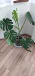 Monstera piękna i zdrowa