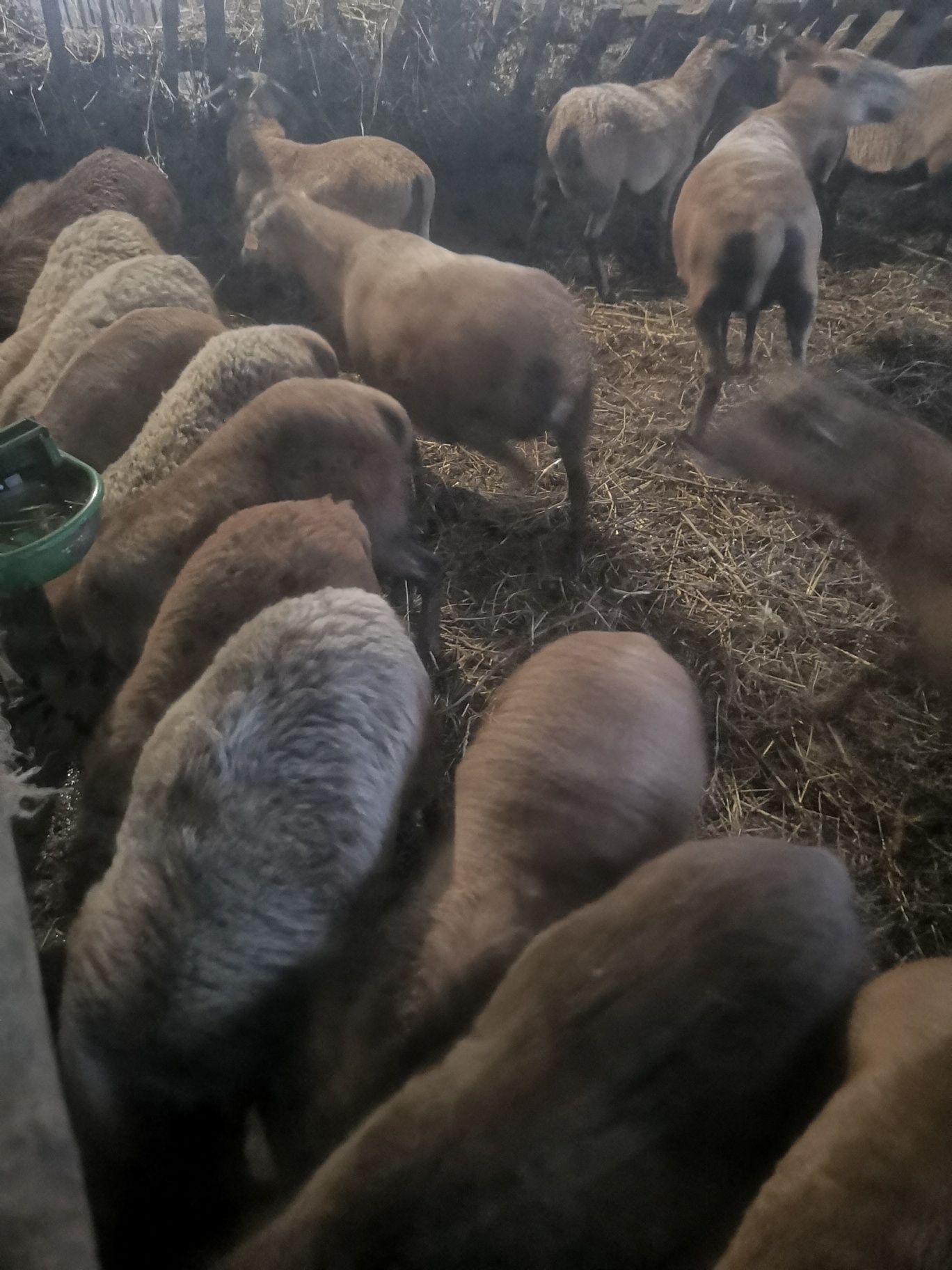 Owce kameruńskie