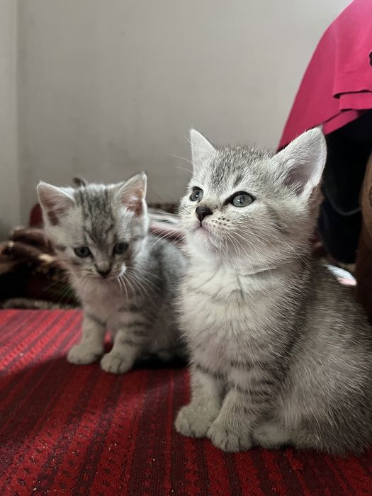 Кошенята (безкоштовно)