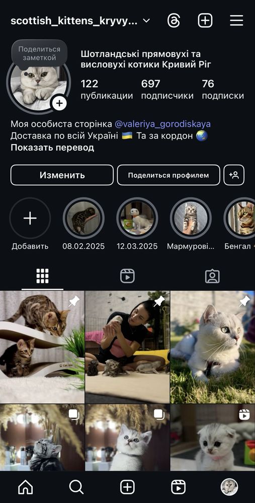 Вязка Шотландского кота