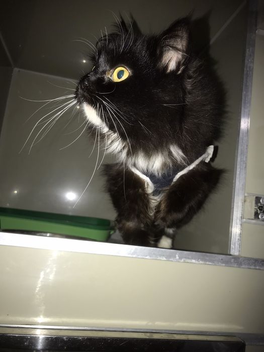 Муся в добрі руки