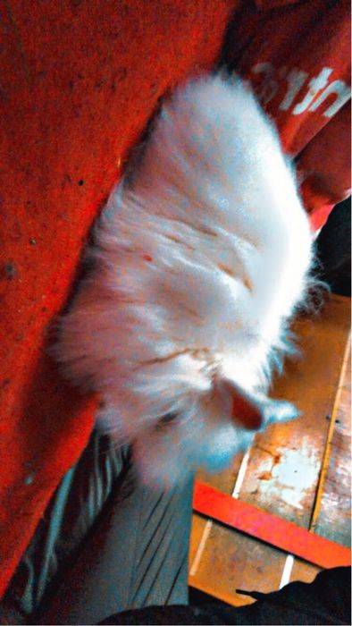 Sprzedam króliczka miniatórka