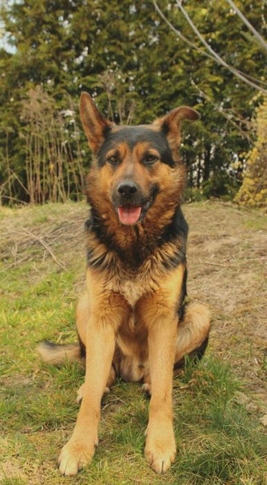 Lubczyk i Tymek pieski w wieku 1-2 lat.w typ.owczarka Asia Majchrz.