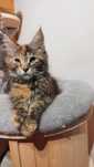 Koteczka Zosia Maine coon