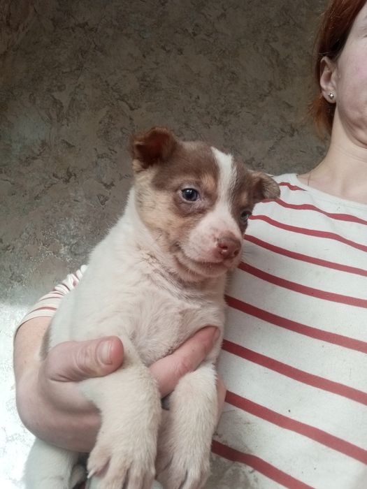 Щенок Бублик вакцинированный