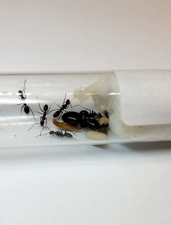 Mrówki Camponotus athiops