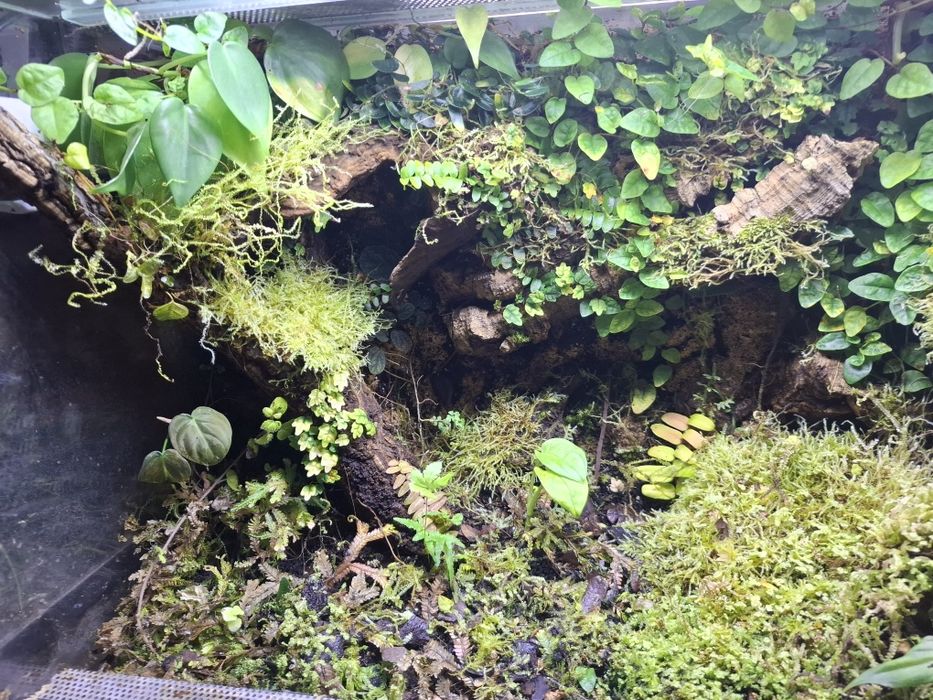 Terrarium dla drzewołazów