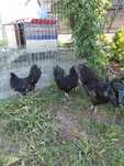 Ayam cemani kogut i dwie kury