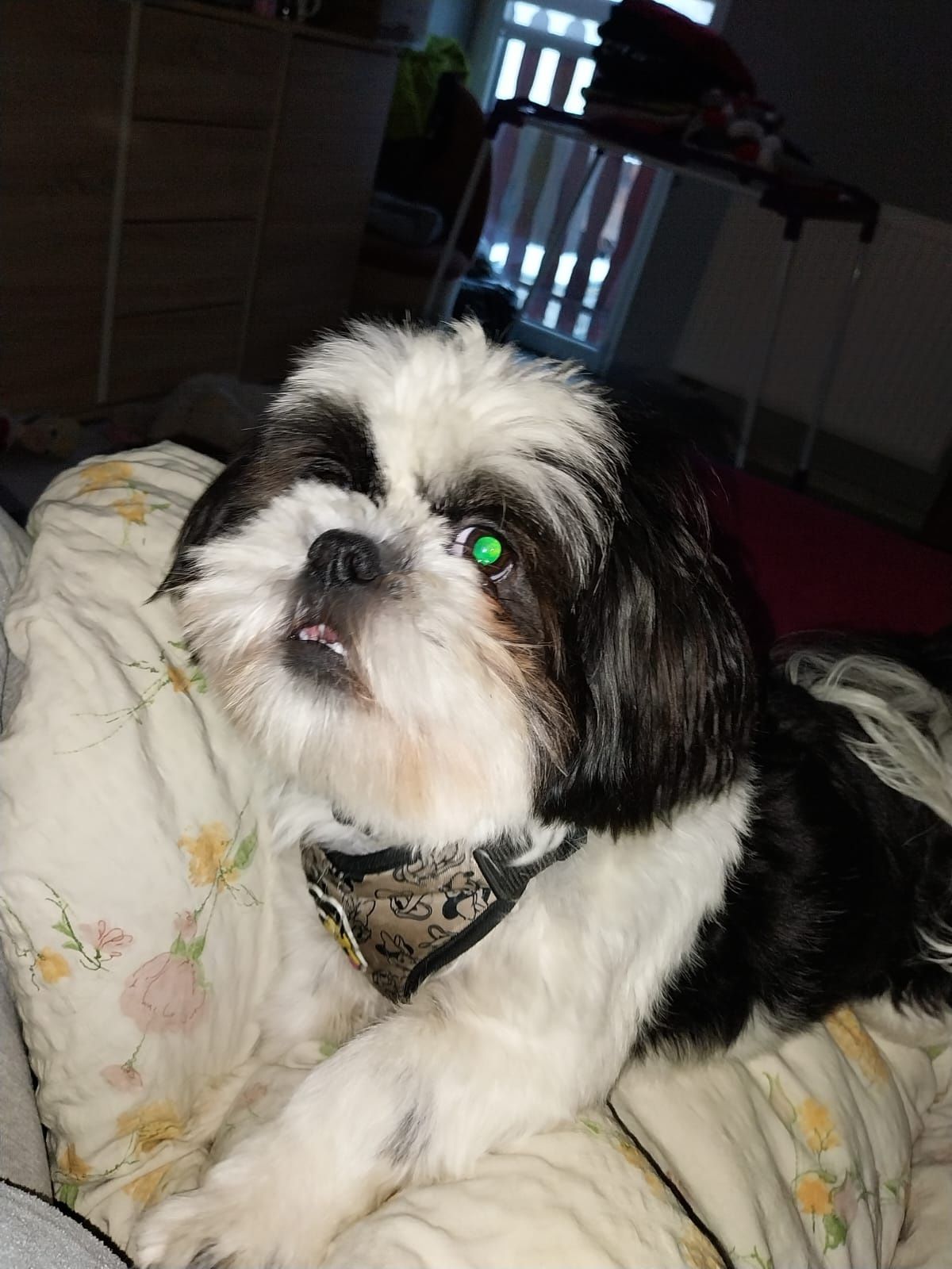 Reproduktor shih tzu