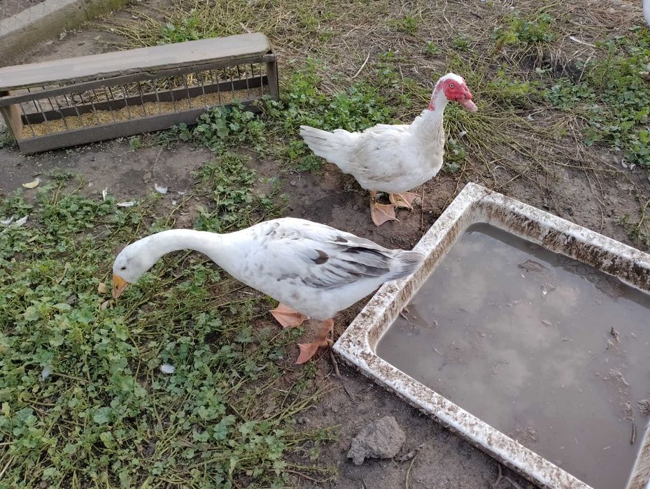 Ptaki silki kaczki koguty i inne